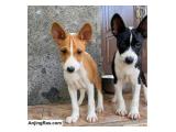 Dijual Basenji Puppies Anakan Import X Import di Bali
