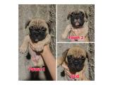 Red & Fawn French Bulldog/Frenchie Puppy Anak Impor Hungary Good Quality