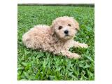 For Sale Puppies Female and Male Poodle