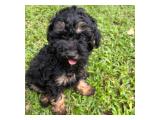 For Sale Puppies Female and Male Poodle