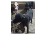 Hibah Anjing Indukan Labrador di Denpasar Bali