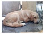 Jual Anak Anjing Golden Retriever Good Quality di Solo Jawa Tengah