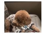 Dicari Anjing Red Toy Poodle Betina untuk Dijodohkan di Jakarta