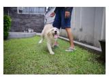 For Fast Sale Anjing Golden Retriever di Bandung