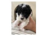 Jual Poodle Party Colour White on Silver - Very Rare 