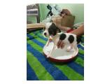 Dijual Anak Anjing Chihuahua Mini Mungil Banget di Jakarta Barat