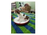 Dijual Anak Anjing Chihuahua Mini Mungil Banget di Jakarta Barat