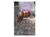 Dijual 5 Ekor Poodle Puppies by Royal King Kennel di Serpong, Tangerang