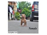 Dijual Puppy Pitbull Female dan Male di Tangerang