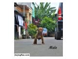 Dijual Puppy Pitbull Female dan Male di Tangerang