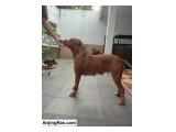 Dijual Indukan American Pit Bull Terrier Red Nose di Jawa Timur