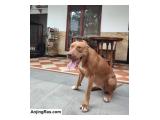 Dijual Indukan American Pit Bull Terrier Red Nose di Jawa Timur