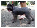 Jual Anjing Schnauzer di BSD City Serpong Tangerang Selatan