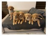 Jual Puppies Golden Retriever Cute and Playfull