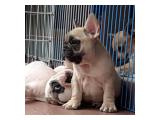 Jual French Bulldog/Frenchie Puppy Male