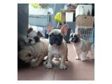 Jual French Bulldog/Frenchie Puppy Male