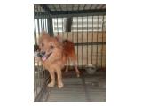 Dijual Cepat Anakan Anjing Pomeranian di Jakarta Barat