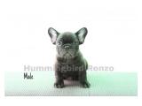 For Sale Baby French Bulldog Special Bloodline di Jakarta Barat