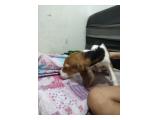hibah beagle umur 7bulan dan baru lahir