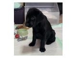 For Sale Black Female Puppy Labrador