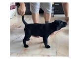 For Sale Black Female Puppy Labrador