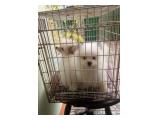 Jual Anak Anjing Pomeranian di Jakarta Barat - Usia 2,5 Bulan