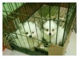 Jual Anak Anjing Pomeranian di Jakarta Barat - Usia 2,5 Bulan