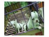 Dijual Anak Anjing Mini Chihuahua di Jakarta Barat - Kecil Mungil Banget