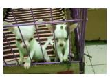 Dijual Anak Anjing Mini Chihuahua di Jakarta Barat - Kecil Mungil Banget