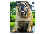 Dijual Cepat English Bulldog Import Kualitas Istimewa di Mataram