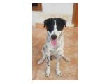 Mencari Adopter Penyayang Anjing Kintamani Mix Collie - Pondok Gede, Bekasi