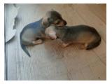 Jual Dachshund Puppies dappled NON-STB NON-VACC 2 Betina