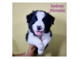 Border Collie Puppies  Super Cute kualitas istimewa