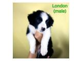 Border Collie Puppies  Super Cute kualitas istimewa