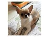 Jual Anjing Chihuahua Jantan Mini Sudah Vaksin di Jkt Utara