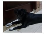 Free Adopt Anjing Mix di Depok
