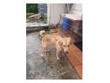 Dijual Anjing Golden Retriever Betina Sehat Terawat di Alam Sutera Tangerang