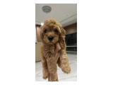 Apricot Toy Poodle Male