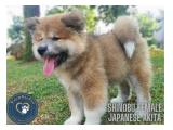 Ready to settle in a New Kingdom--Akita Inu with Aristocratic Aura 