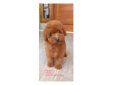 Dijual Toy Poodle