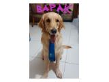 Jual Murah Anak Anjing Golden Retriever di Jatiwaringin Pondok Gede Bekasi
