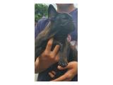 Jual Anak Anjing French Bulldog Betina 2 Bulan di Jakarta Barat