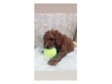 Puppy Red Toy Poodle