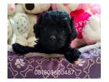 Dijual Puppy Tiny Toy Poodle Murah Berkualitas 