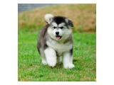 Available 7 Giant Longhair Alaskan Malamute Puppy