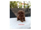 Dijual 4 Ekor Anakan Poodle di Bekasi - Sehat dan Bebas Kutu