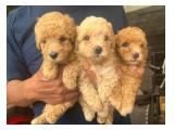 Jual Puppy Poodle di Tasikmalaya - 2 Jantan 1 Betina