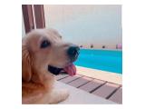 Cari Rumah Baru untuk Si Pemurah: Anjing Golden Retriever Berusia 8 Tahun Butuh Kasih Sayang