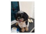 Open Adopt Anjing Shih Tzu di Cengkareng Jakarta Barat