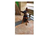 Hibah Anjing / Open Adopt Miniature Pinscher Betina di Cengkareng